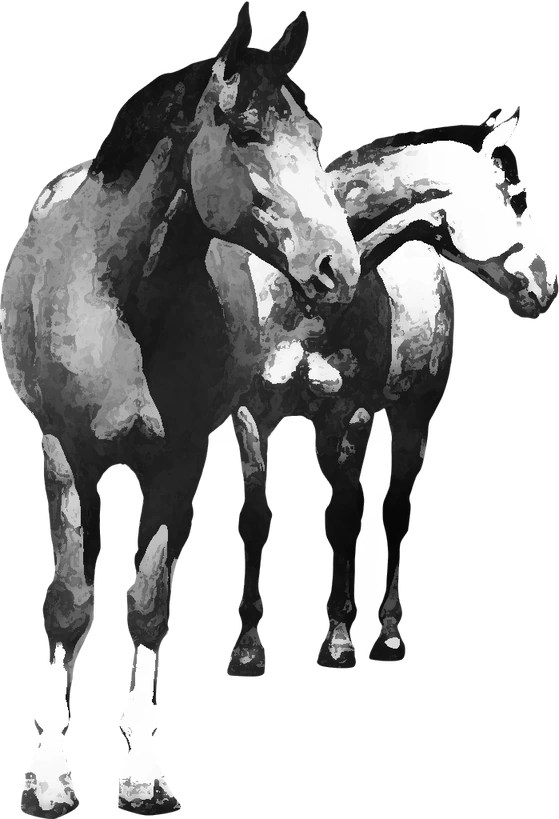 Centre équestre Poney Club du Forez, Saint-Galmier — deux chevaux